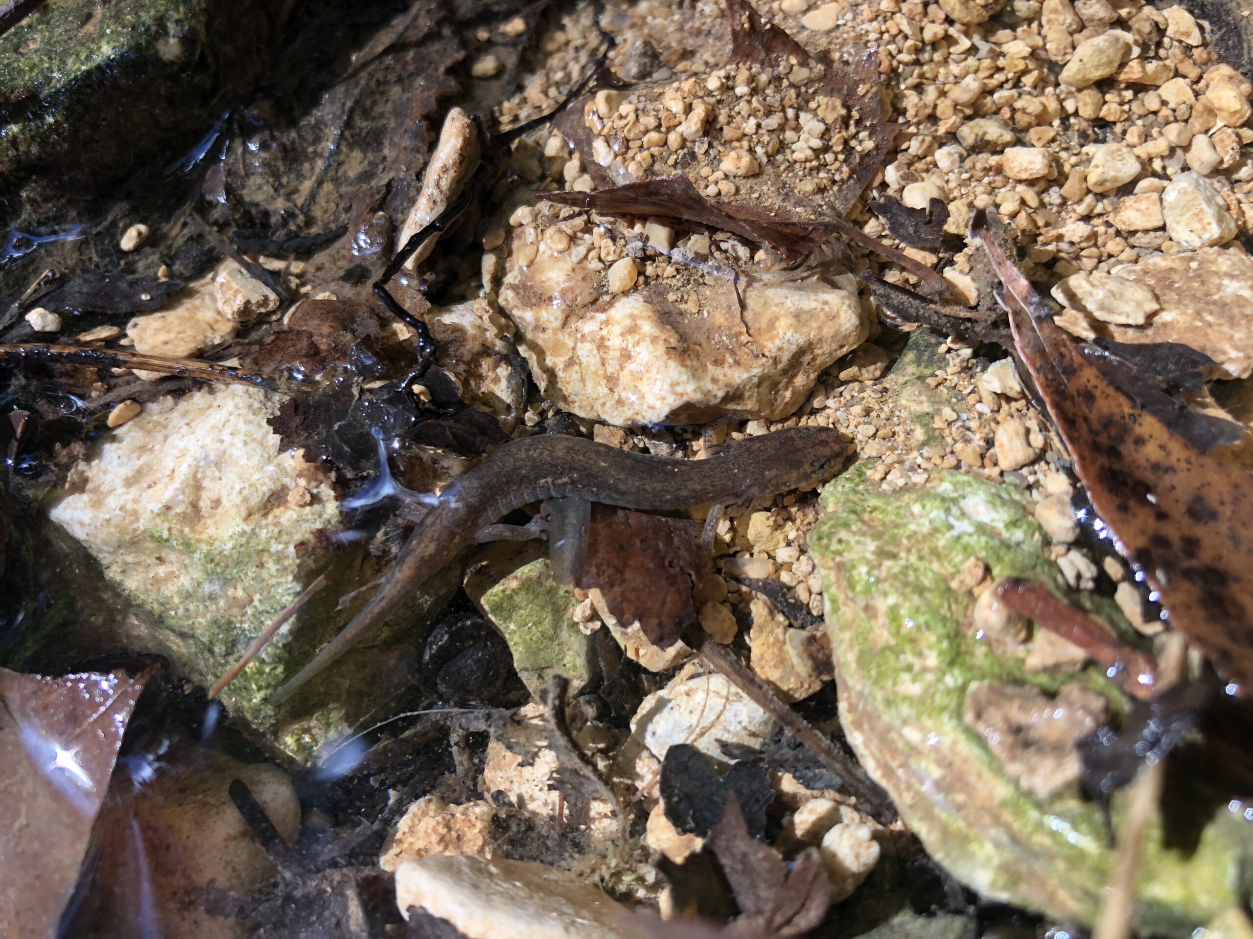 Jollyville Plateau Salamander (1)